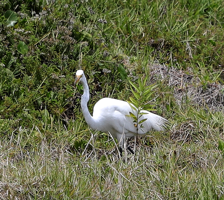 Canon EOS-1D X Mark II sample photo. 04-27-18-0014871.jpg photography