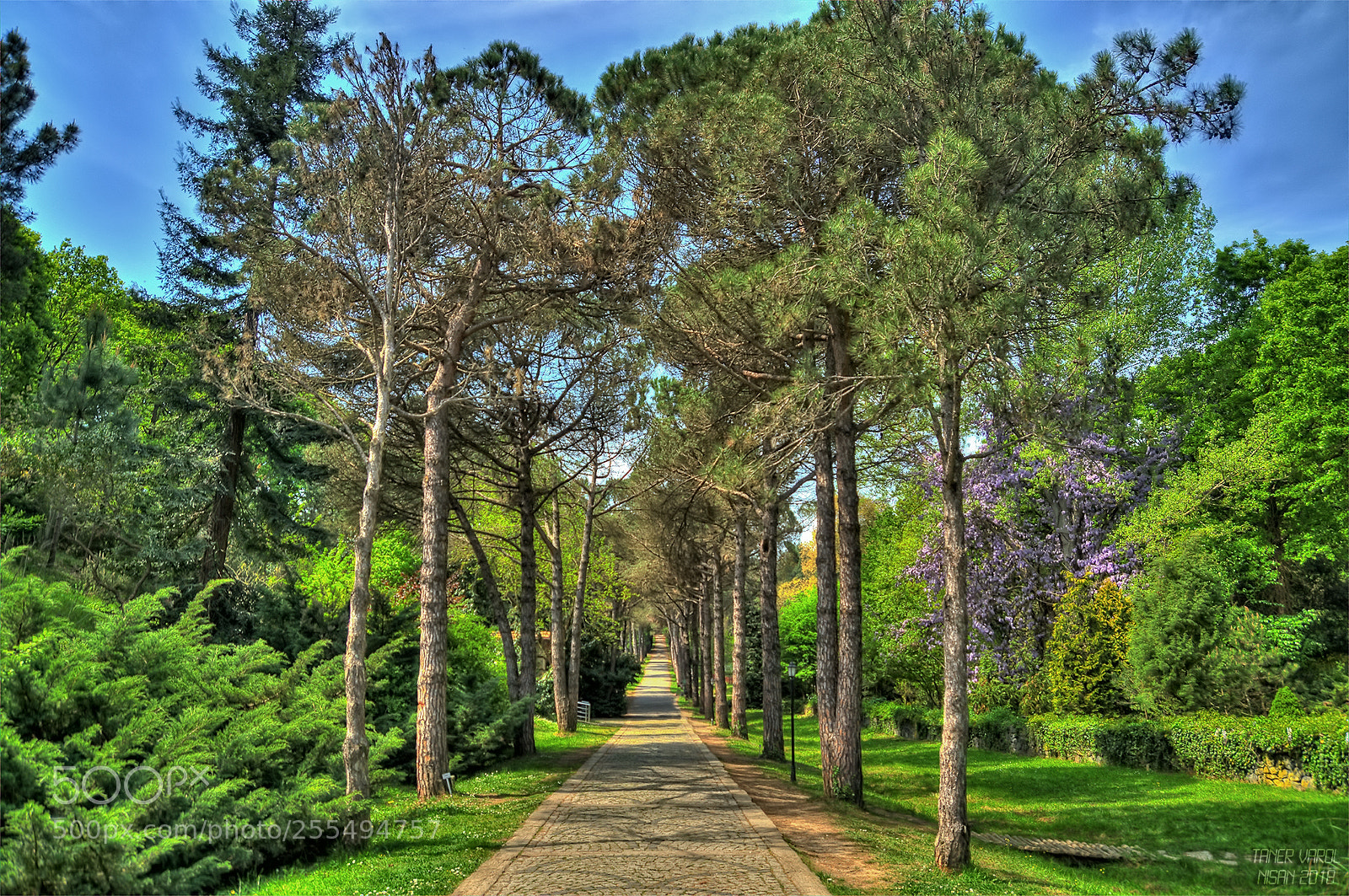 Nikon D7000 sample photo. Green way photography