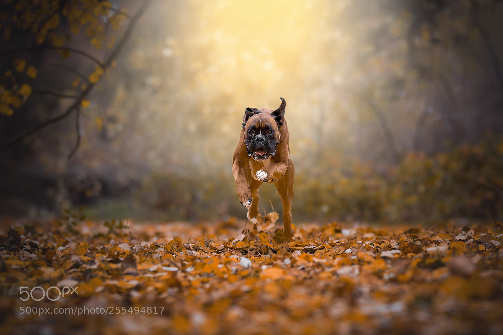 Nikon D7100 sample photo. Autumn action photography
