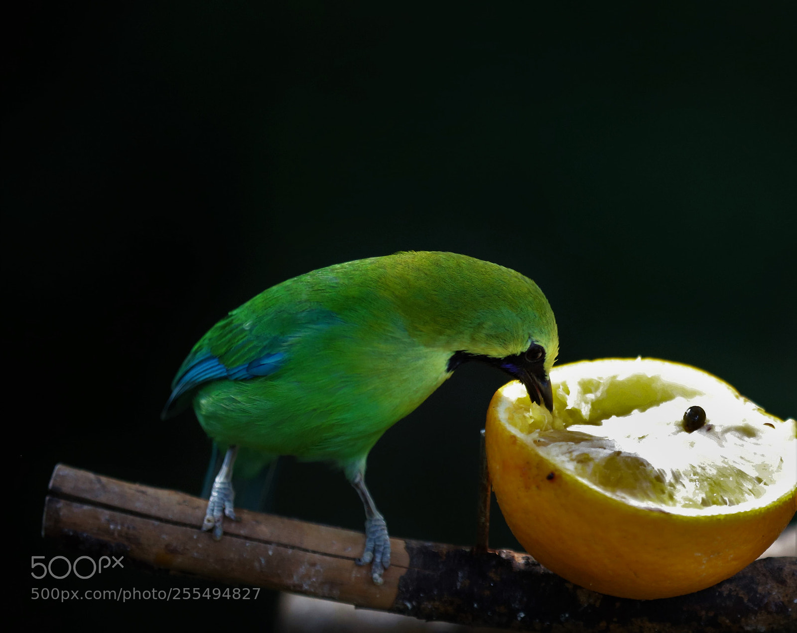 Canon EOS 5DS R sample photo. Blue-winged leafbird photography