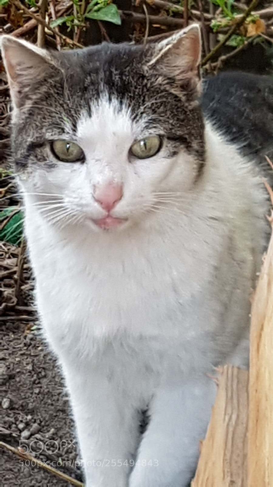 Samsung Galaxy S7 Edge sample photo. Cat     kater photography