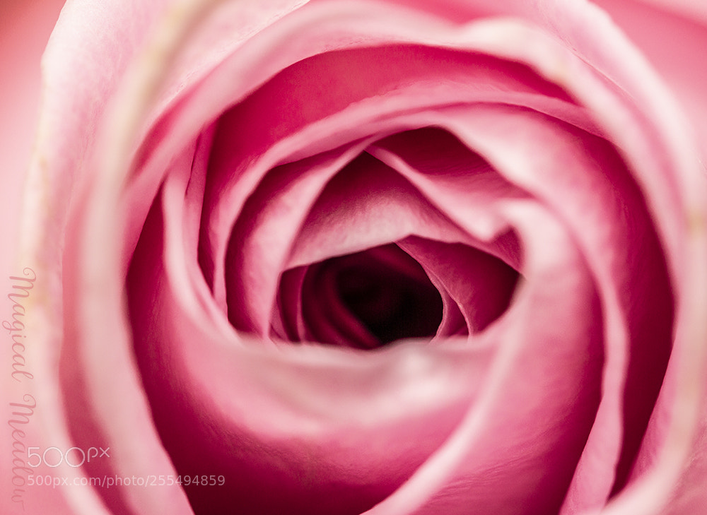 Canon EOS 700D (EOS Rebel T5i / EOS Kiss X7i) sample photo. Rose photography