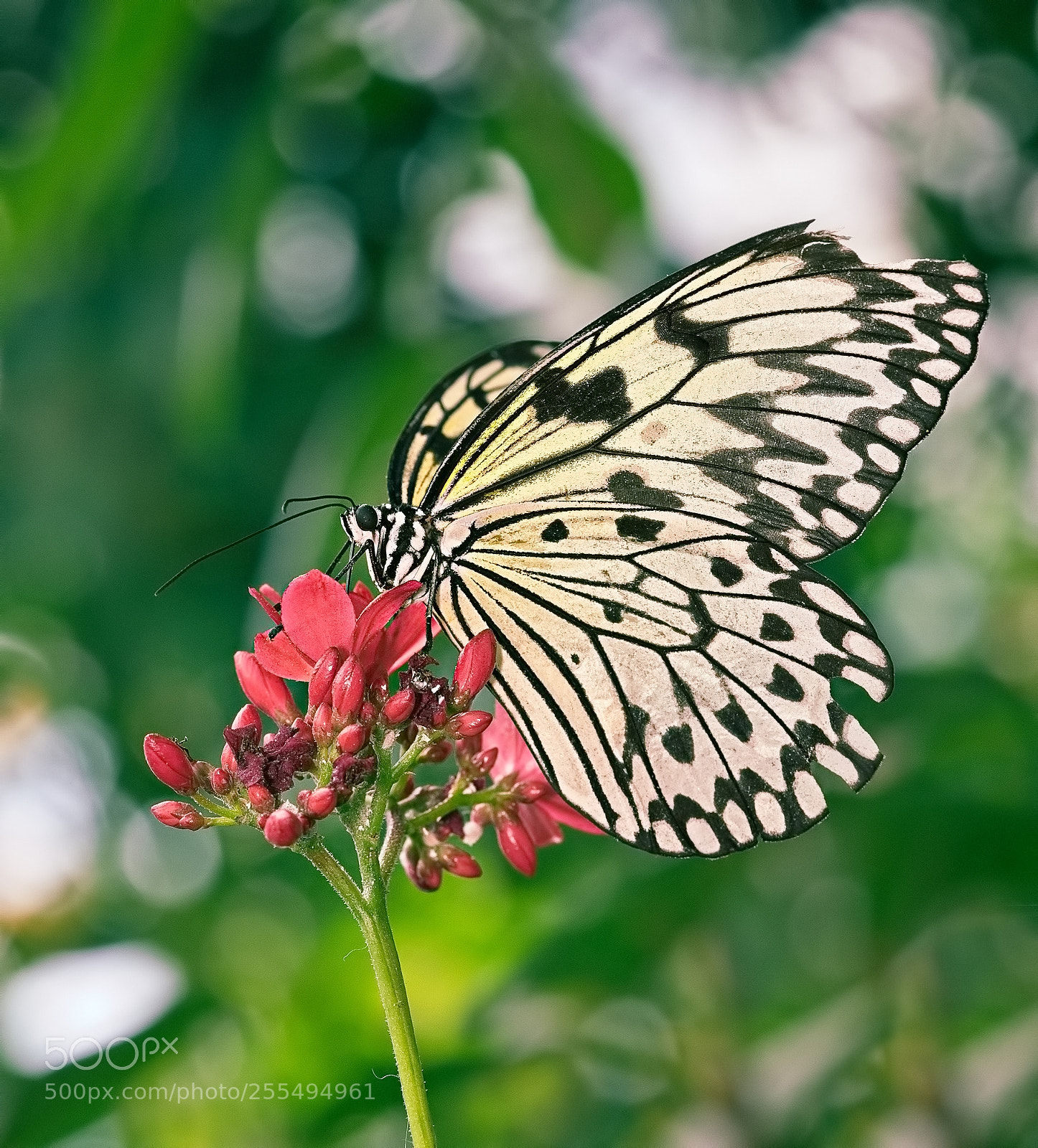 Sony a6000 sample photo. Delicate creature photography