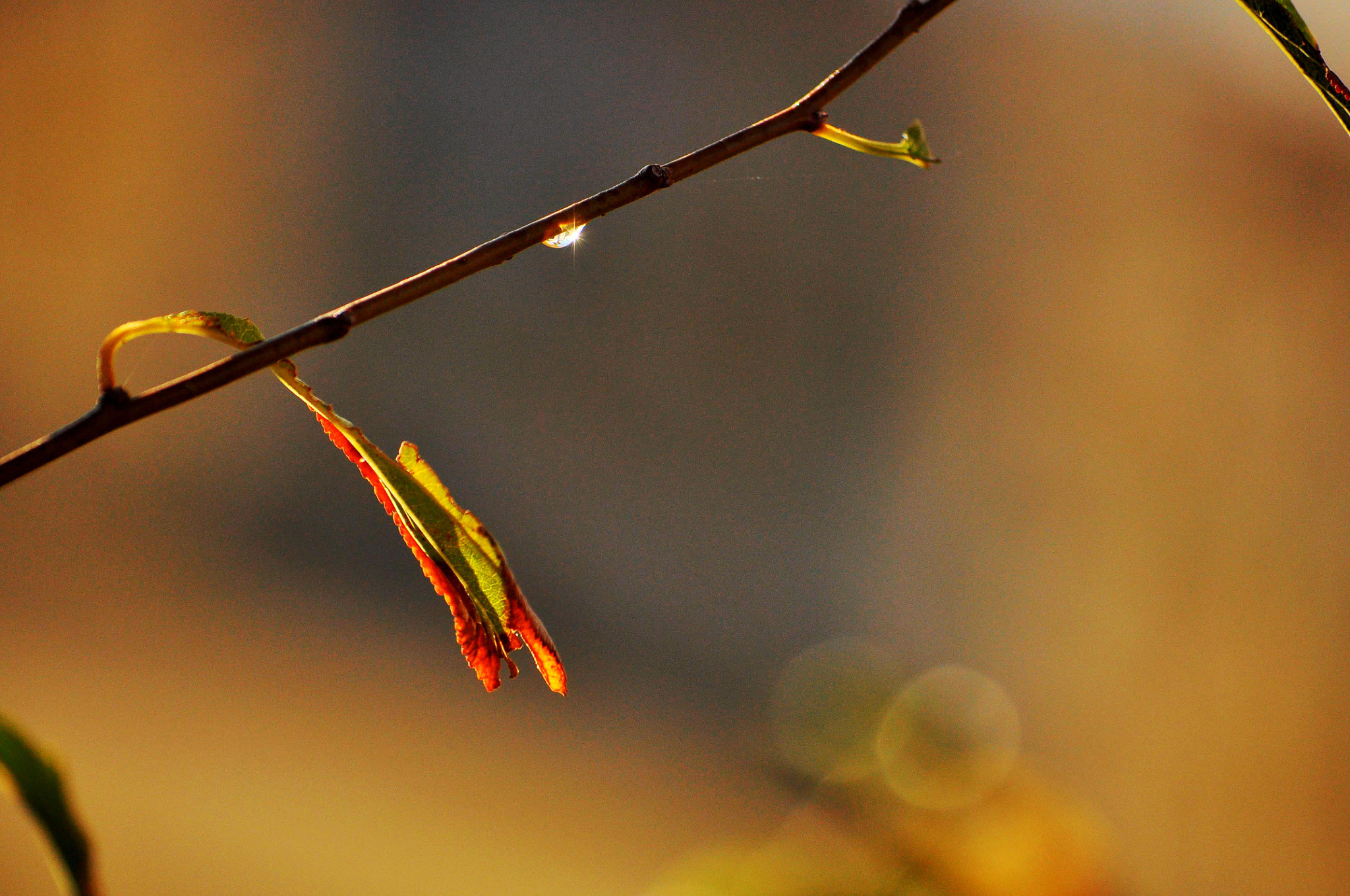 Nikon D90 sample photo. Gota photography