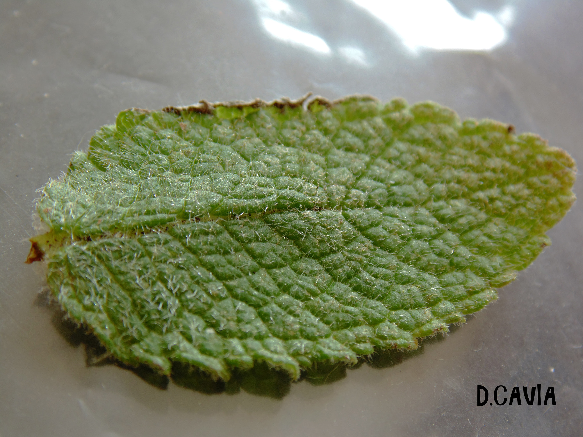 Sony Cyber-shot DSC-H200 sample photo. Mint photography