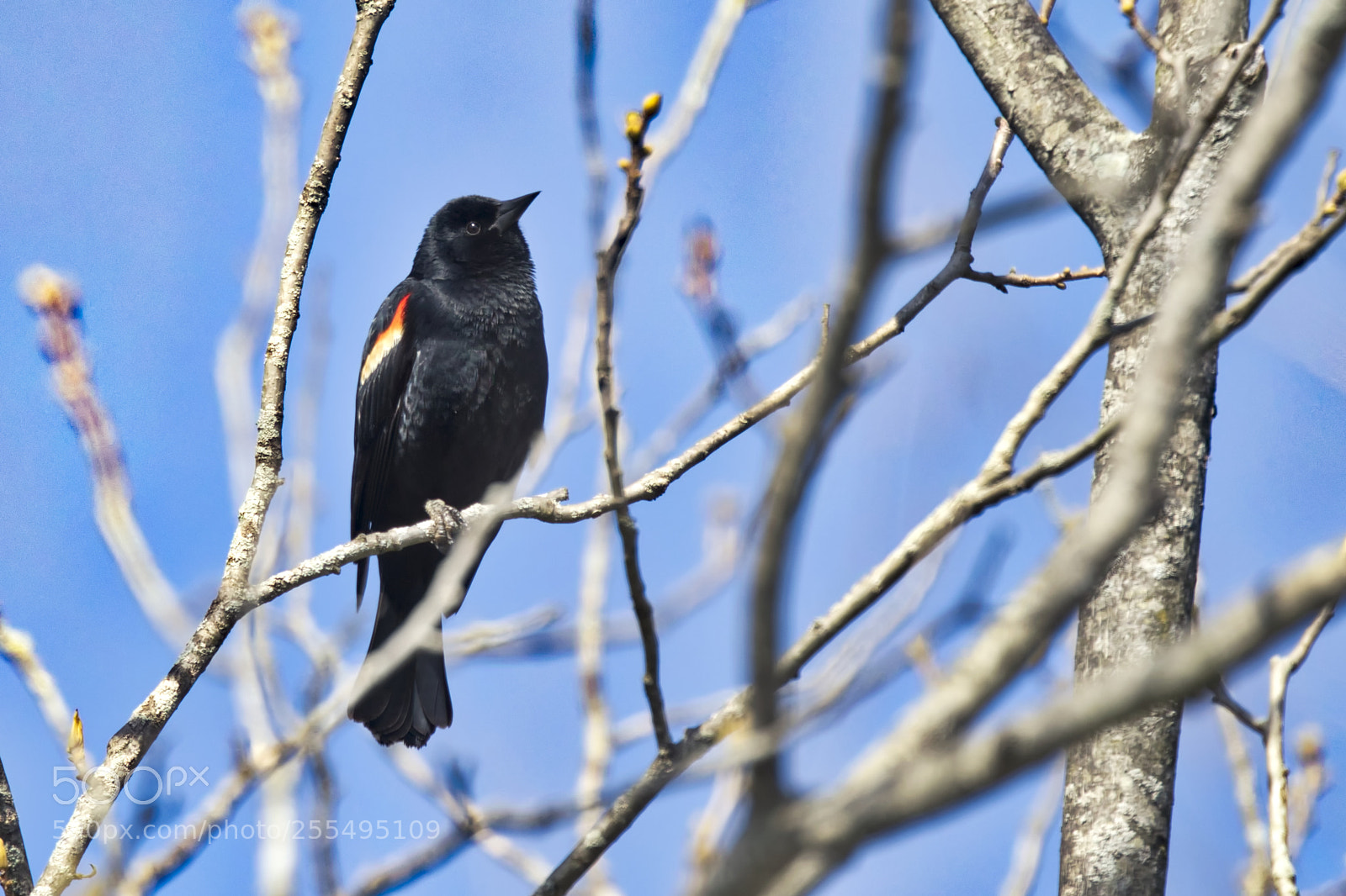 Canon EOS 5D Mark IV sample photo. Red winged black bird photography