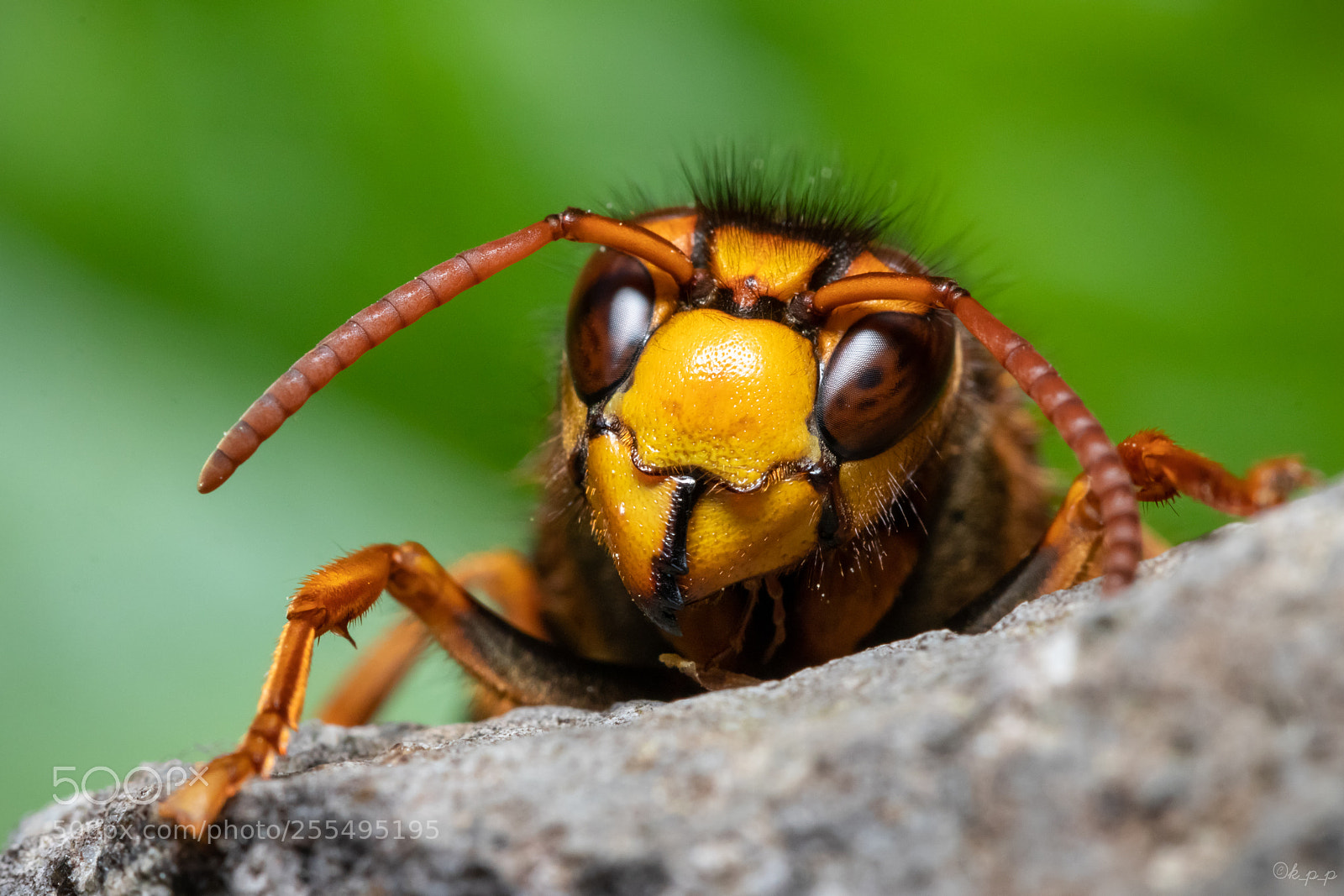 Canon EOS 80D sample photo. Hornet photography