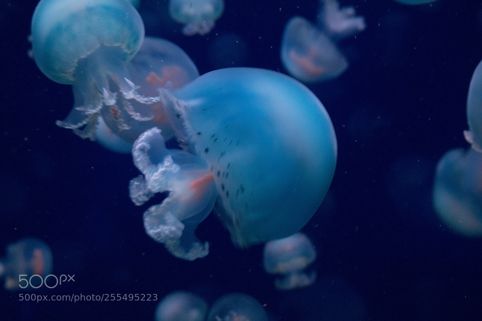 Canon EOS 100D (EOS Rebel SL1 / EOS Kiss X7) sample photo. Jellyfish photography