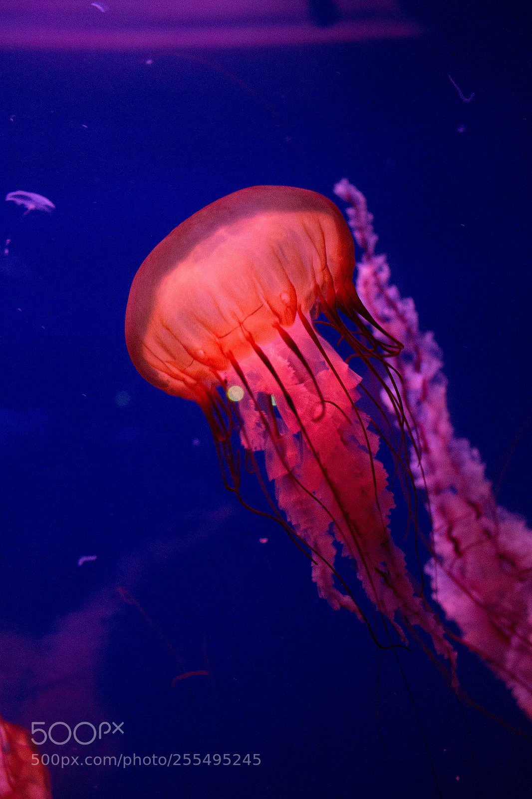 Canon EOS 100D (EOS Rebel SL1 / EOS Kiss X7) sample photo. Jellyfish photography