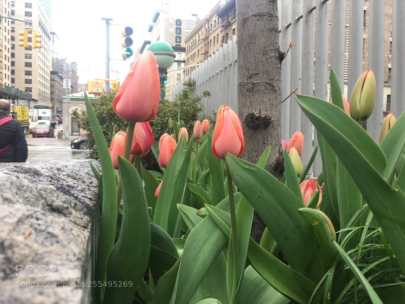 Apple iPhone 6s Plus sample photo. Untitled photography