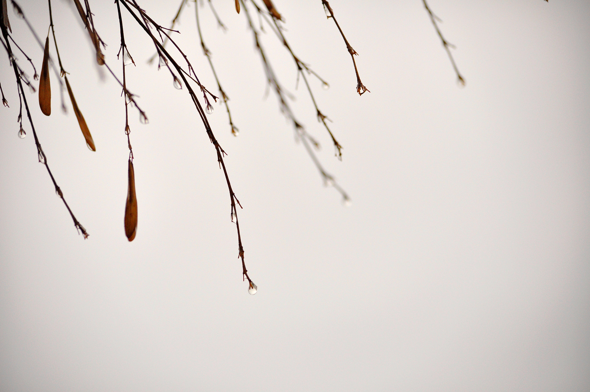 Nikon D90 sample photo. Drops photography