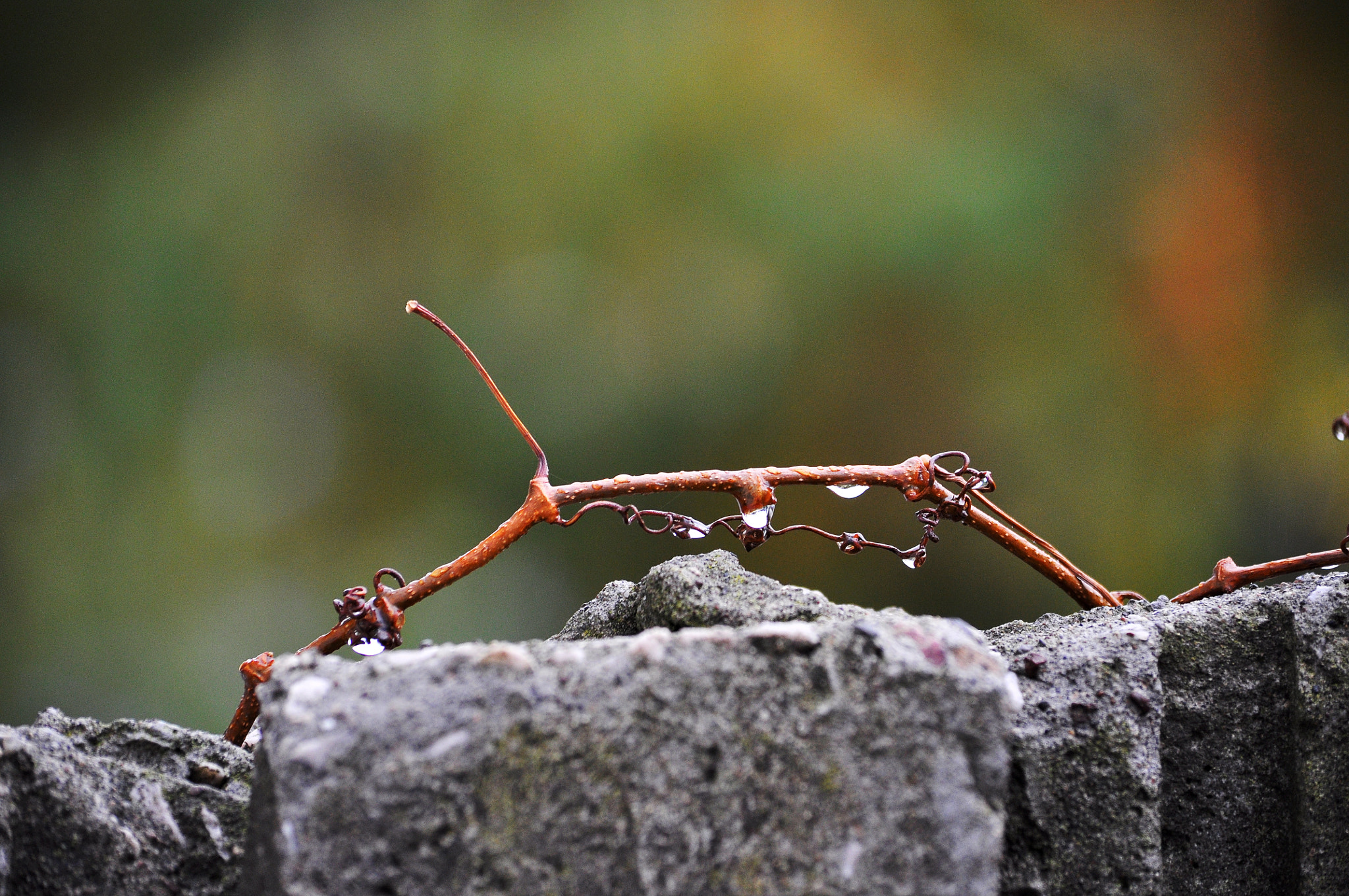 Nikon D90 sample photo. Drops... photography