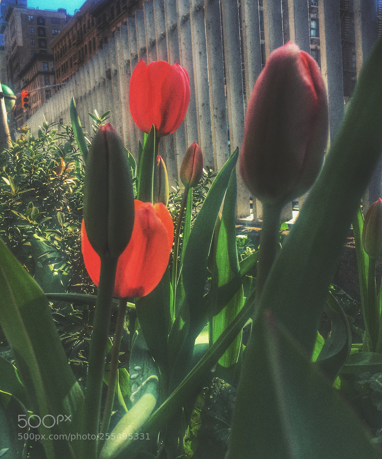 Apple iPhone 6s Plus sample photo. Untitled photography