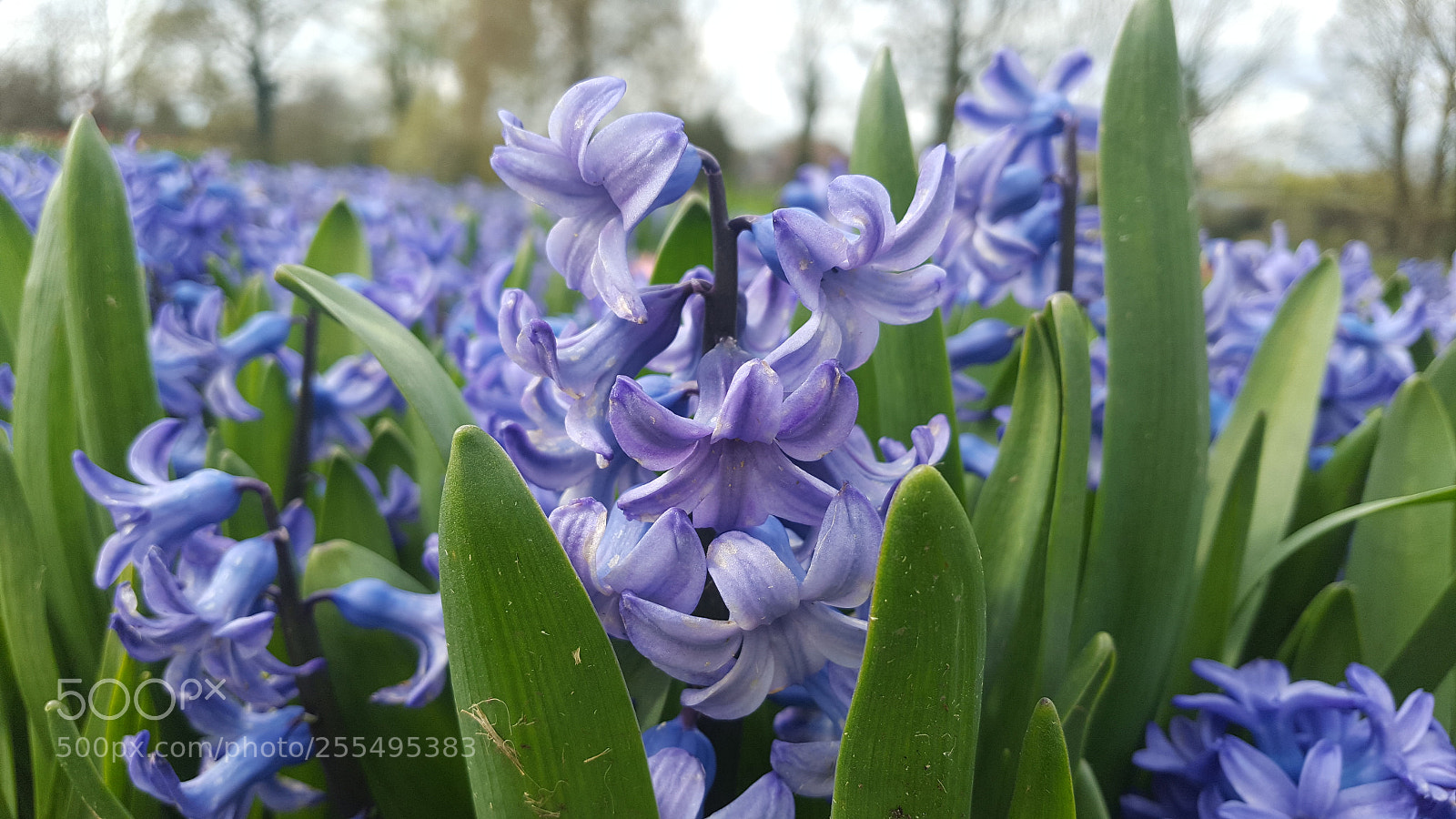 Samsung GALAXY S6 edge sample photo. Hyacinth photography