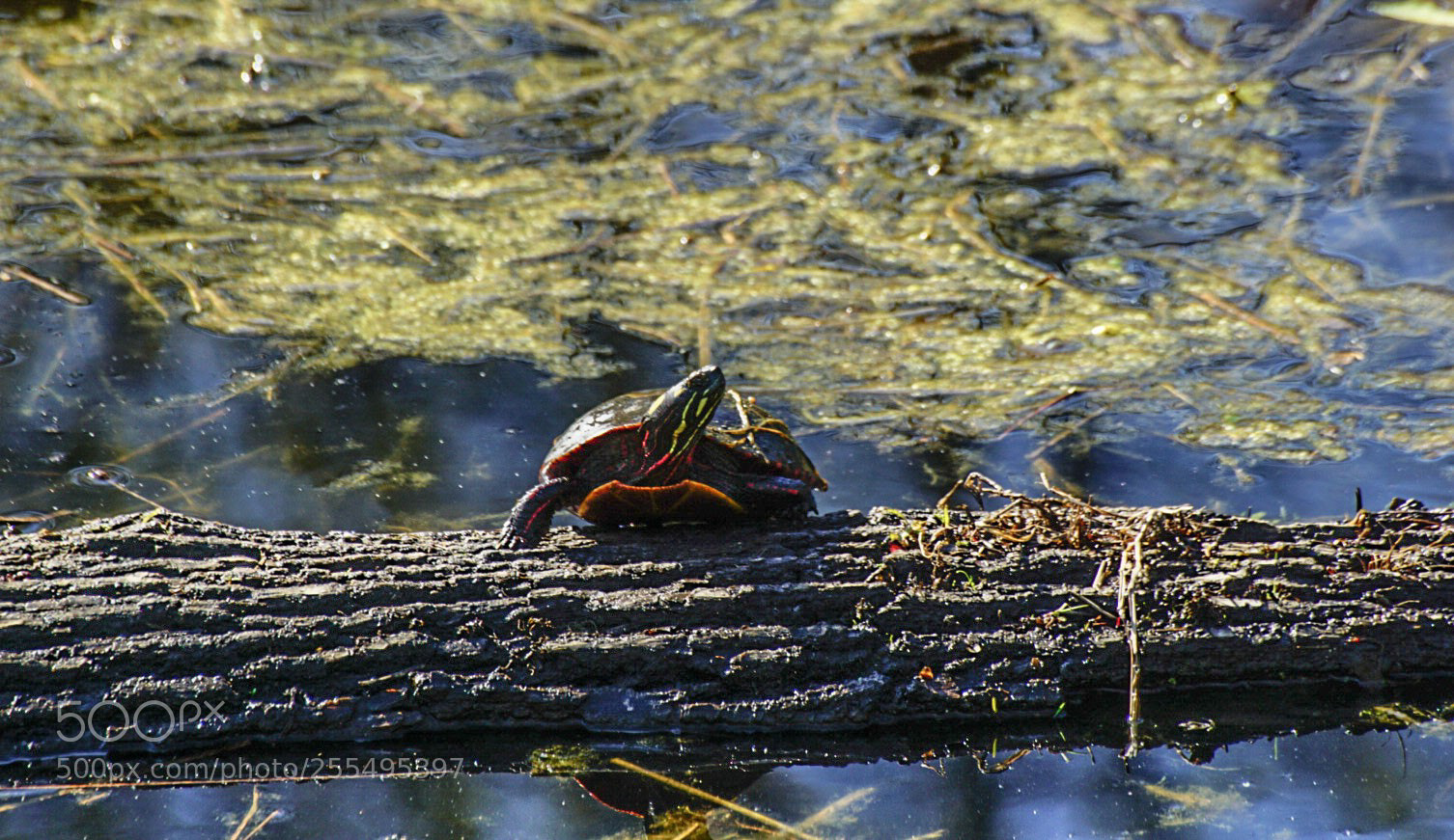 Sony a6000 sample photo. The turtle rises photography