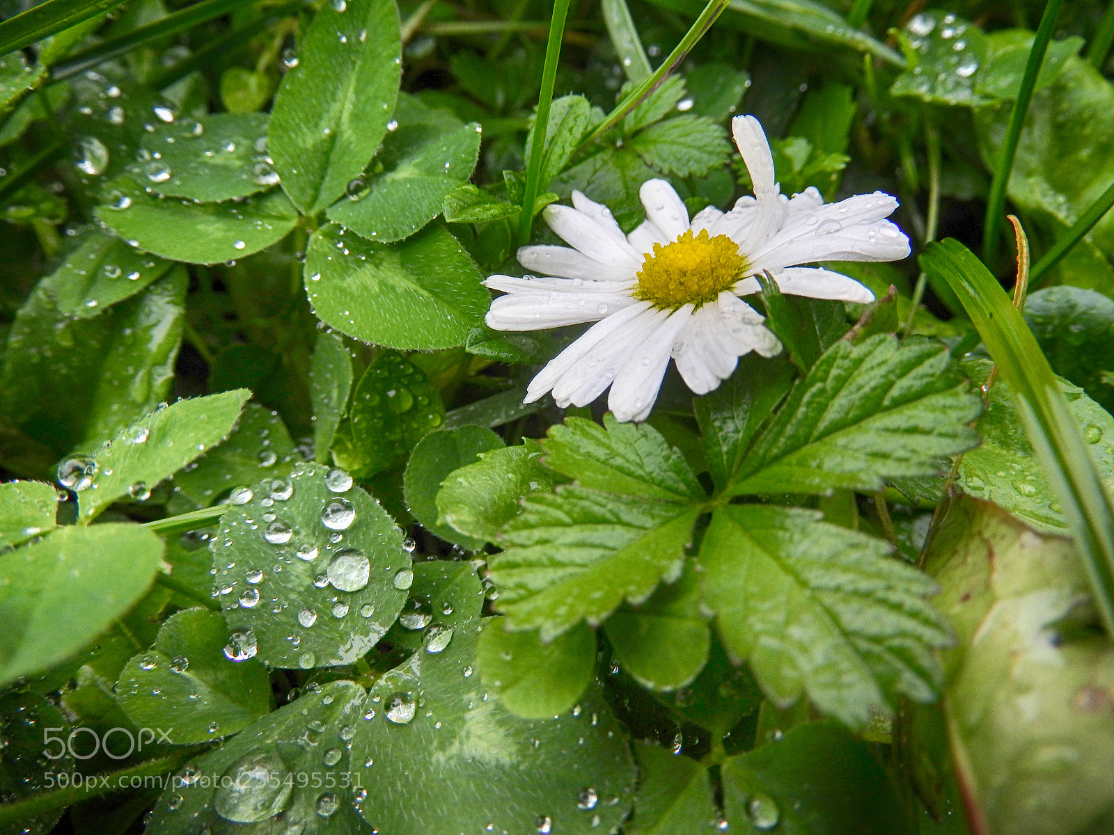 Nikon Coolpix P610 sample photo. After the rain photography