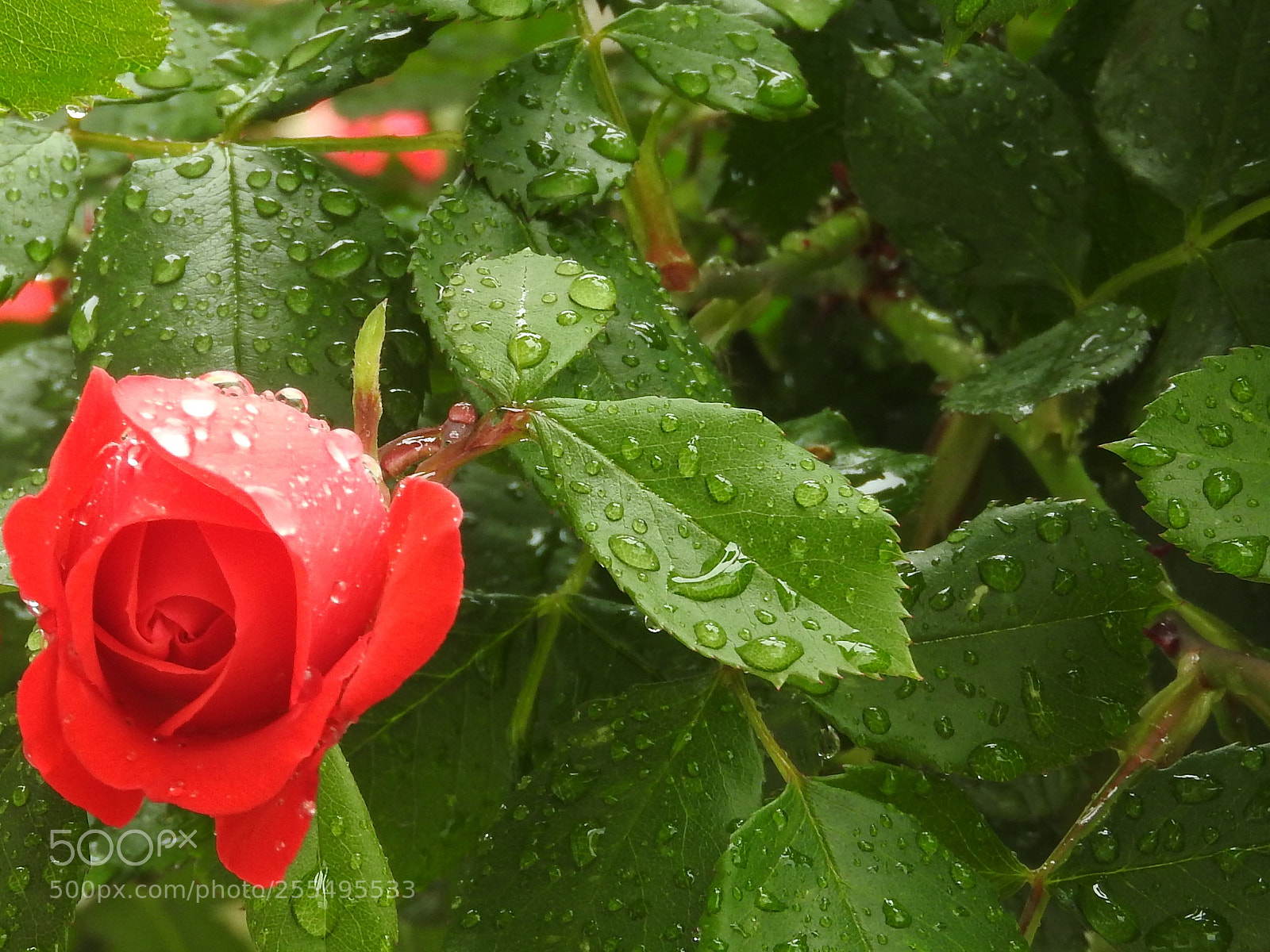 Nikon Coolpix P610 sample photo. Rose in the rain photography