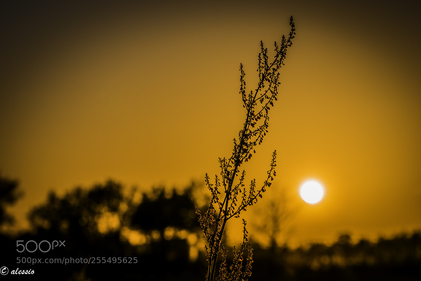 Nikon D610 sample photo. Untitled photography