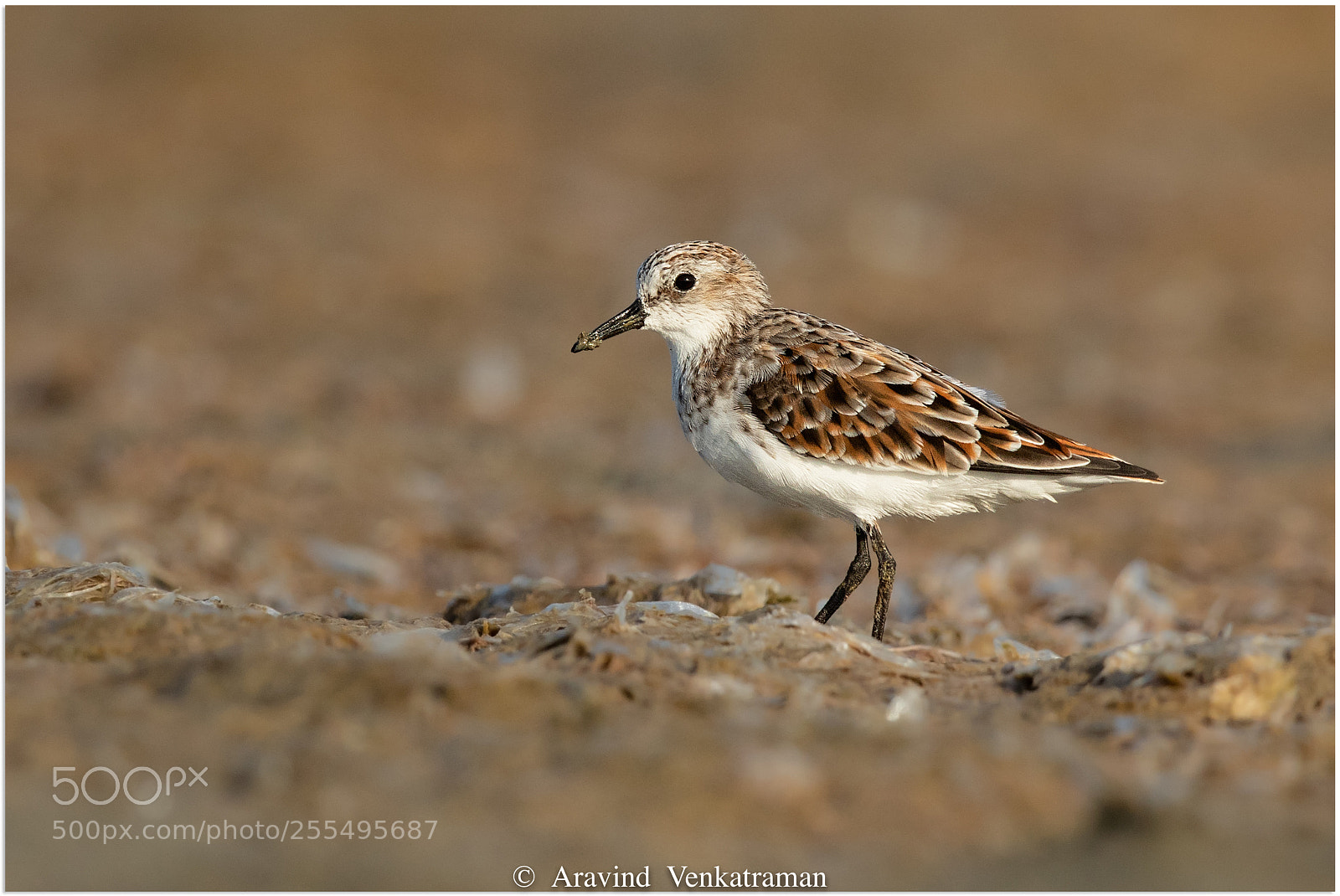 Canon EOS 7D Mark II sample photo. Little stint photography