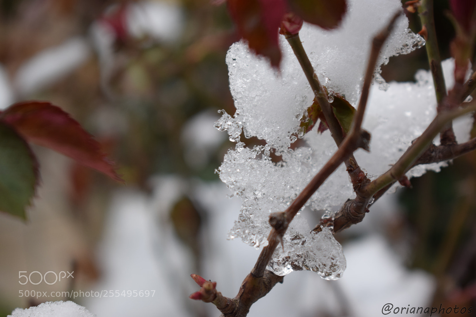 Nikon D3300 sample photo. Snowy nature photography