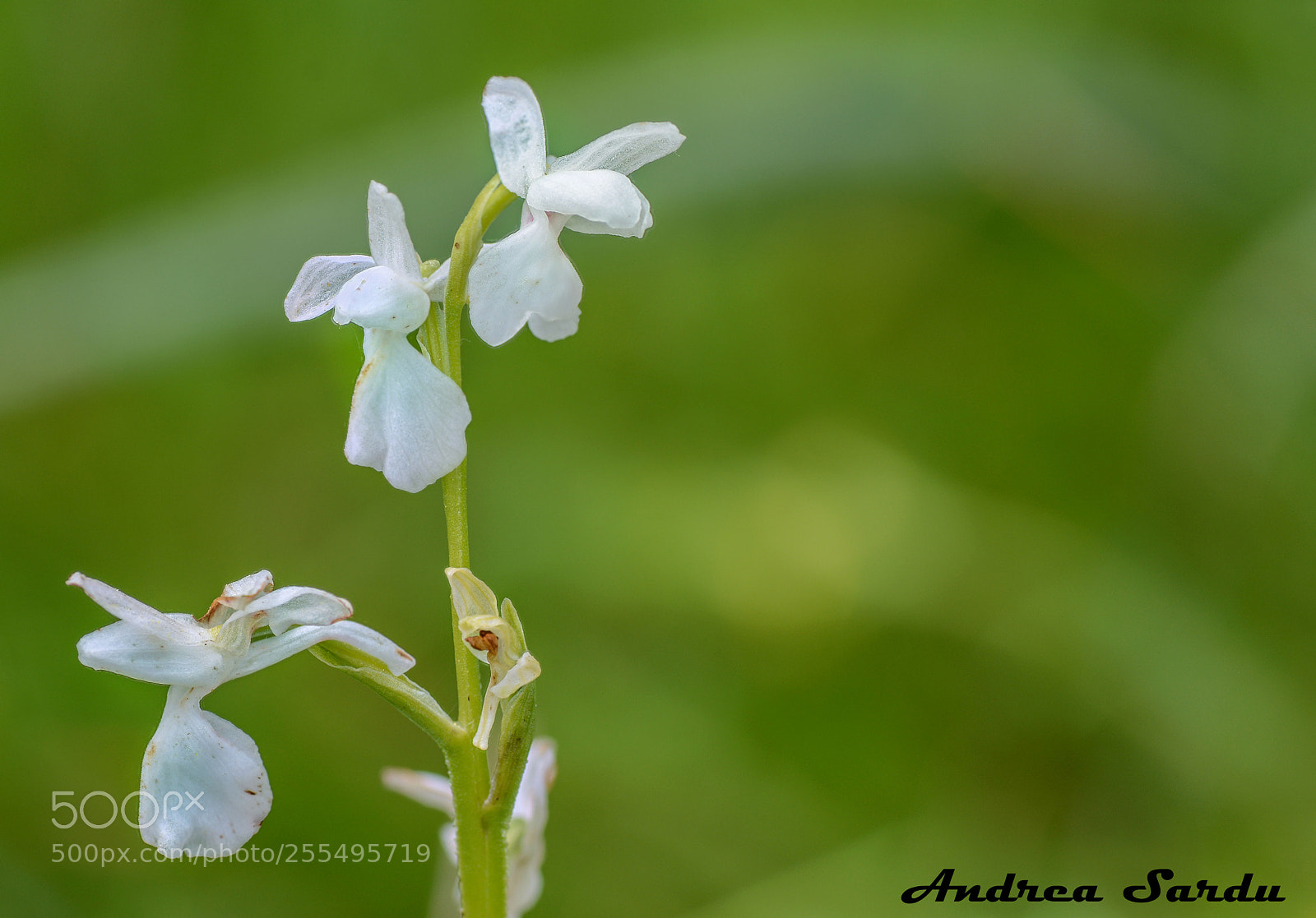 Nikon D7100 sample photo. A.laxiflora apocromica photography