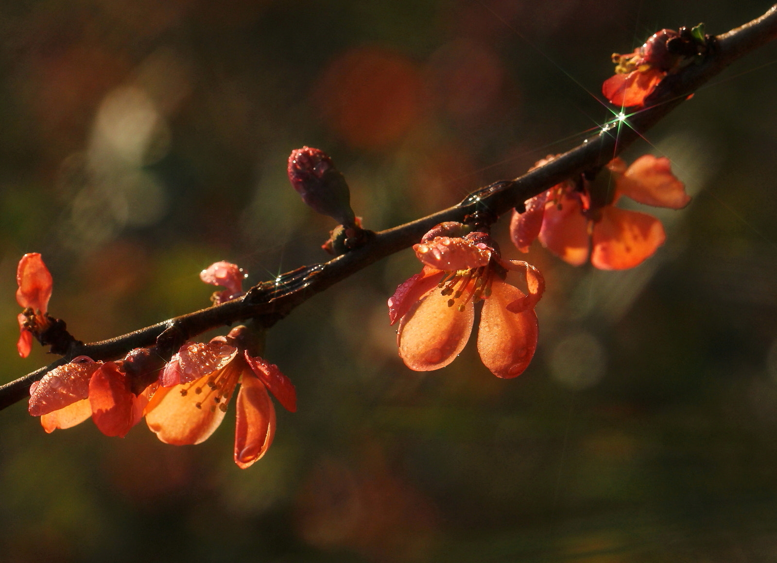 Sigma 150mm f/2.8 EX DG OS HSM APO Macro sample photo. Flowering quince photography