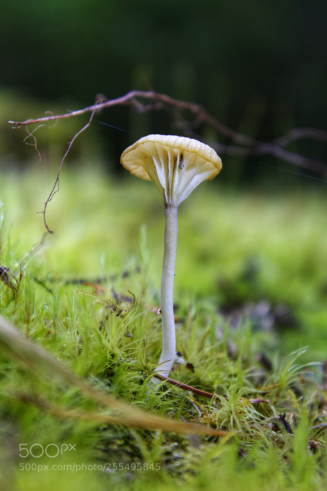 Canon EOS 1300D (EOS Rebel T6 / EOS Kiss X80) sample photo. Mushroom photography