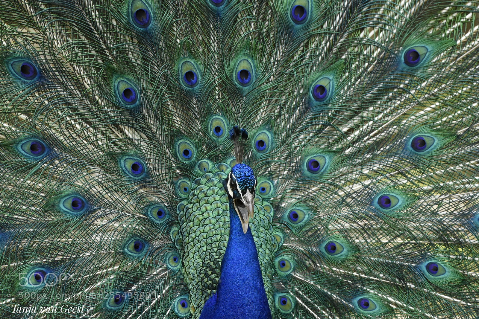 Nikon D5500 sample photo. Blue peafowl photography