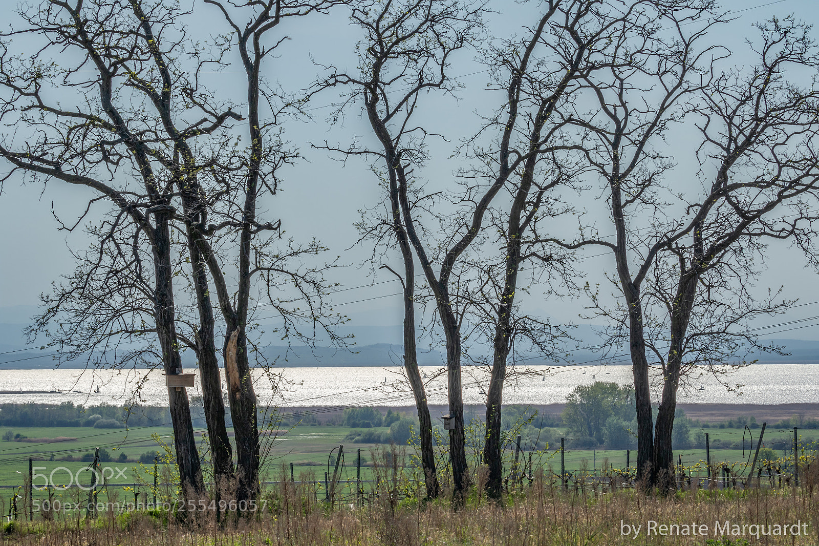 Canon EOS 7D Mark II sample photo. Beim neusiedler see..... photography