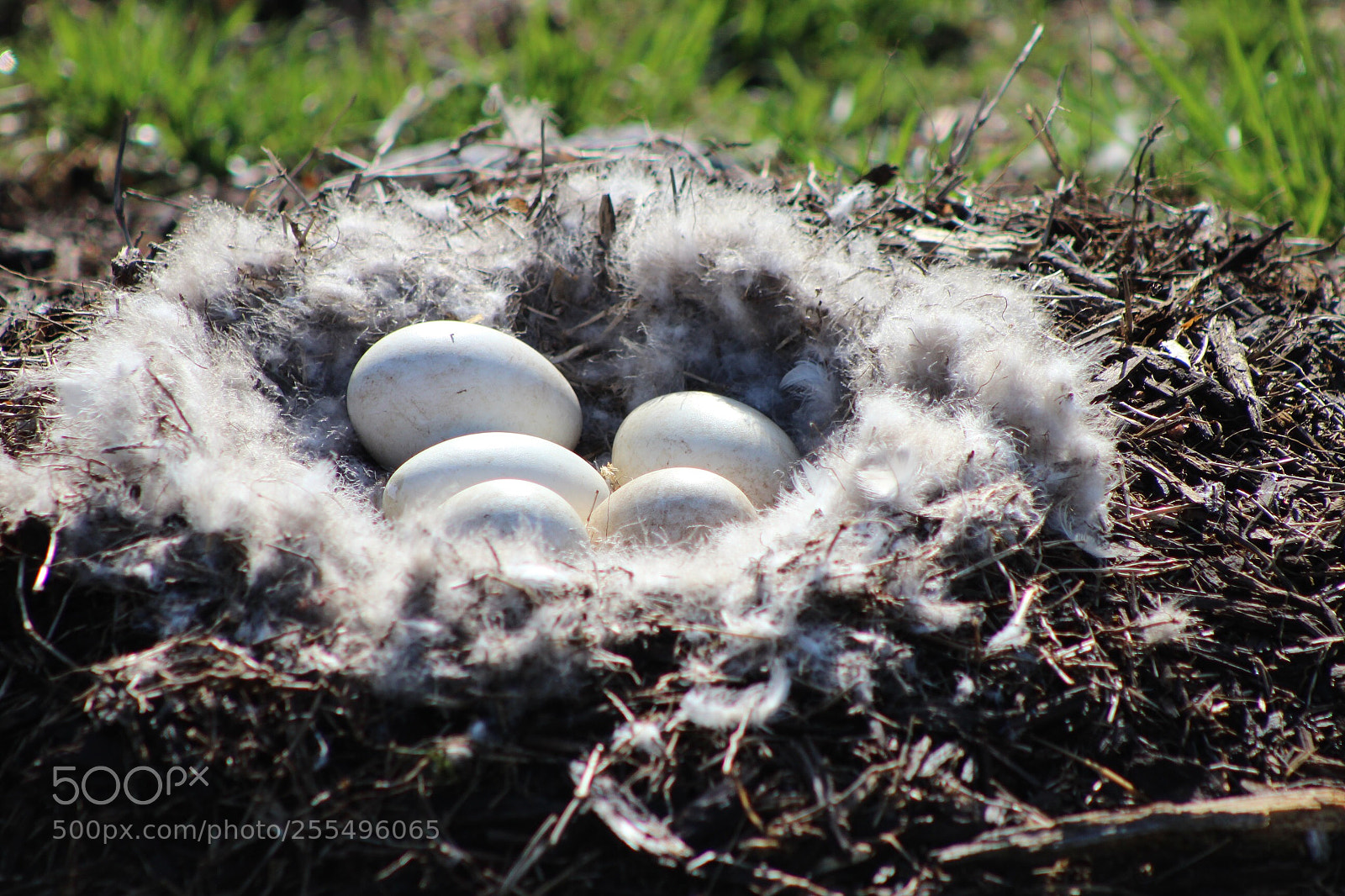 Canon EOS 600D (Rebel EOS T3i / EOS Kiss X5) sample photo. The nest photography