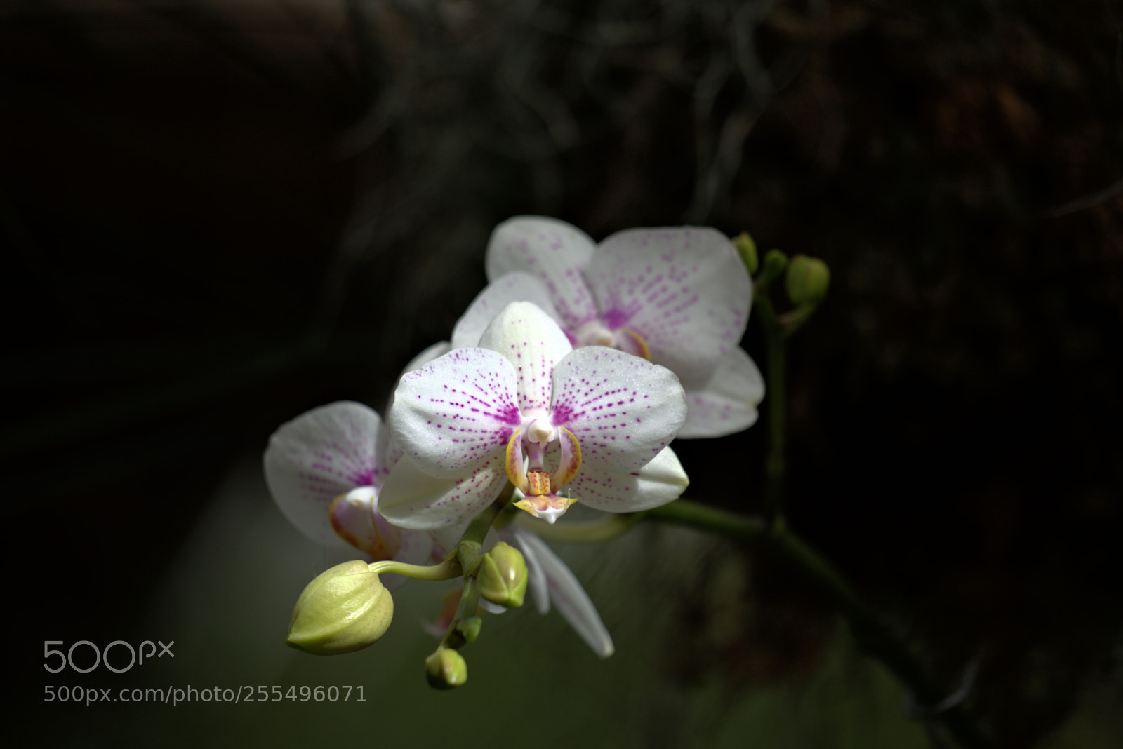 Canon EOS 6D sample photo. Orchids photography