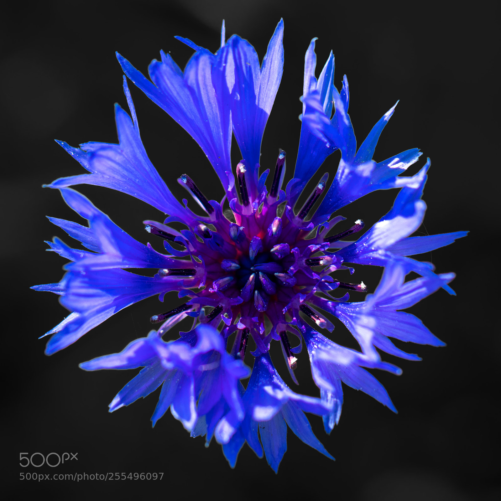 Canon EOS 77D (EOS 9000D / EOS 770D) sample photo. Flower of my soul photography
