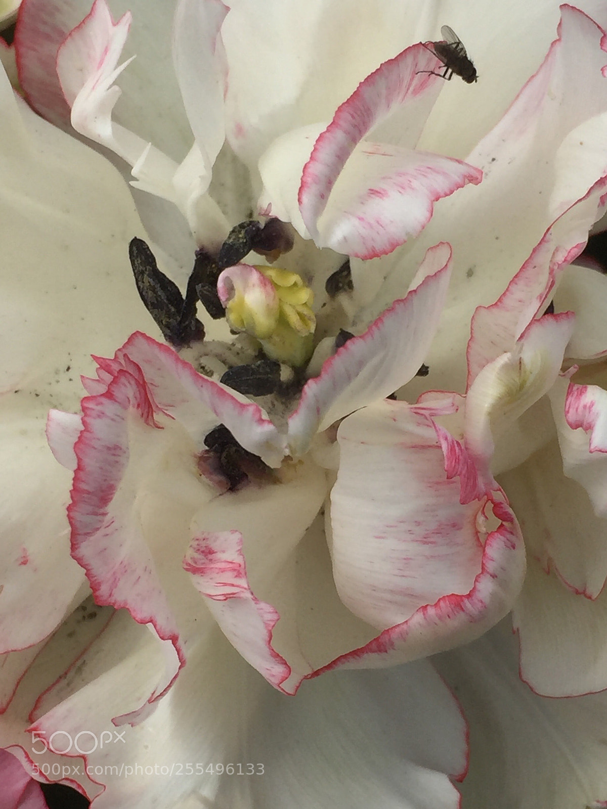 Apple iPhone 6 Plus sample photo. Ascent of a pink photography