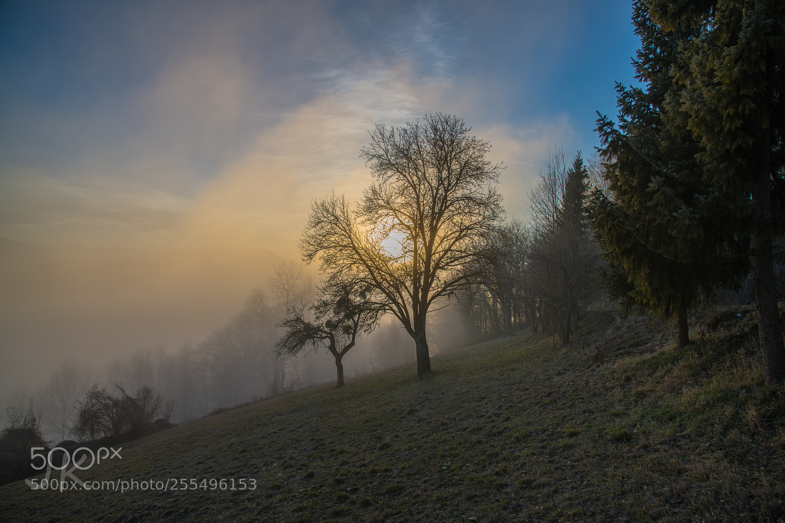 Nikon D850 sample photo. Fog 05 photography