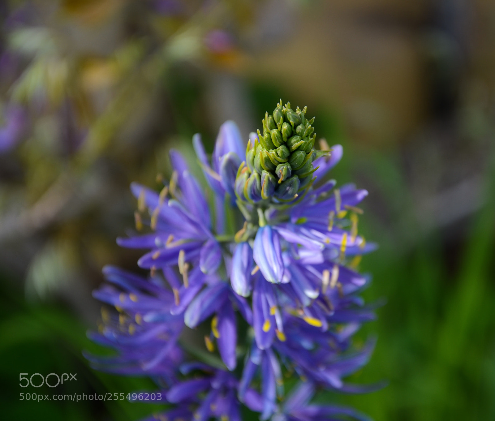 Nikon D7000 sample photo. Beauty flower  photography