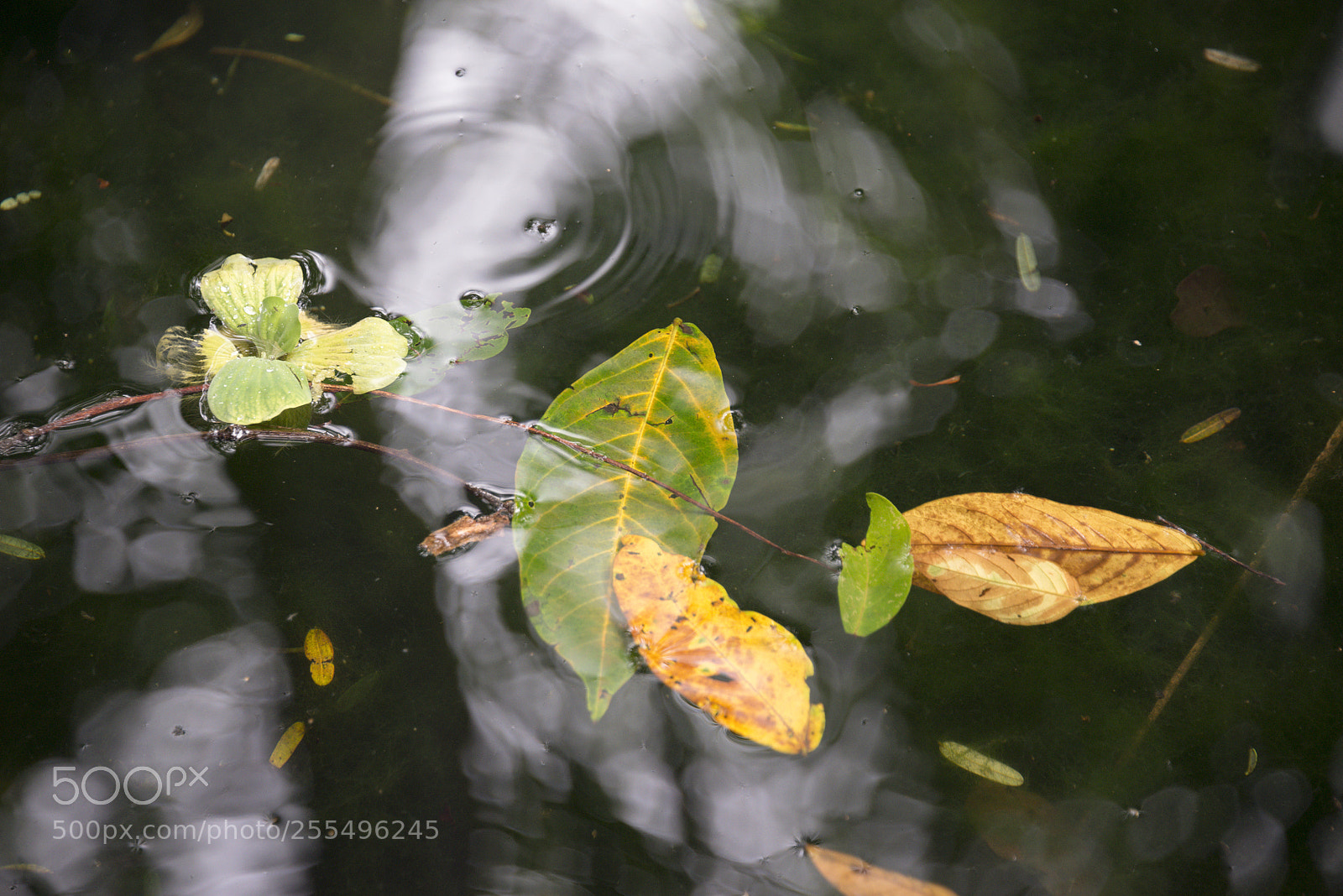 Nikon D610 sample photo. Costa rica 5 photography