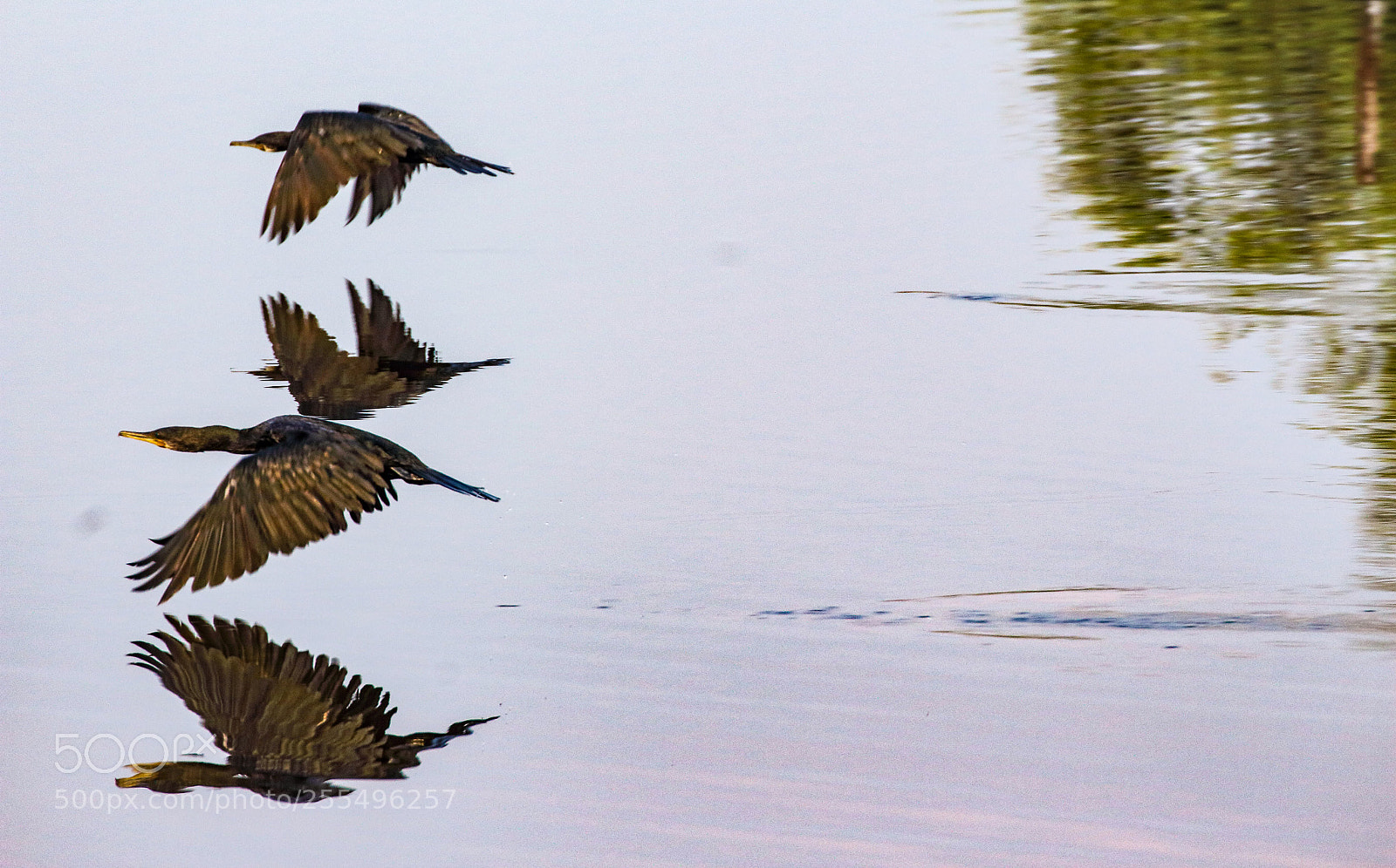 Canon EOS 700D (EOS Rebel T5i / EOS Kiss X7i) sample photo. Together we fly photography