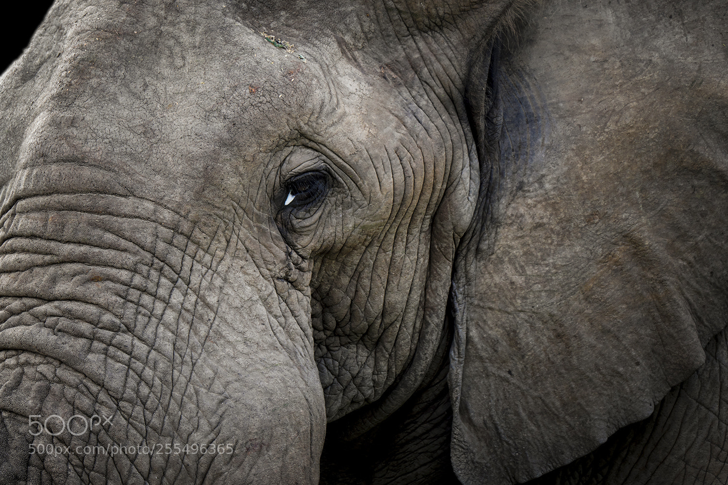 Fujifilm X-T2 sample photo. Elephant close up photography