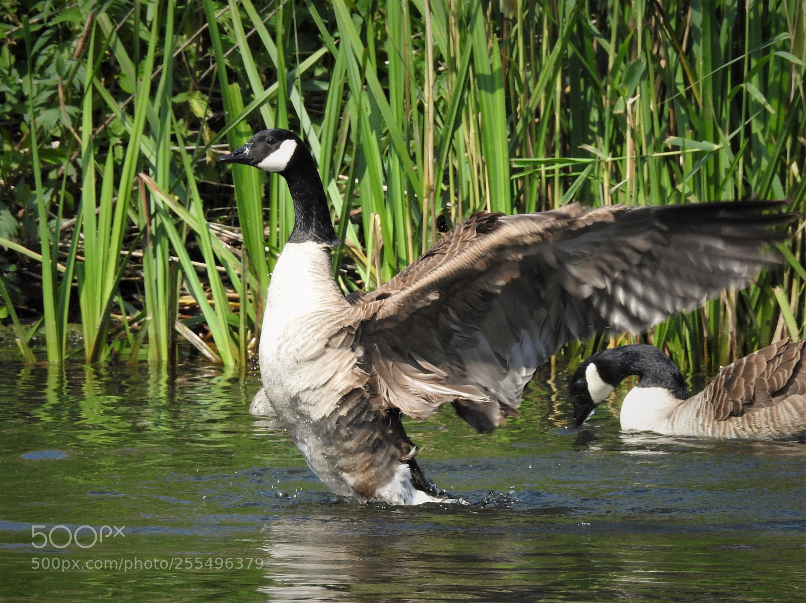 Nikon Coolpix P900 sample photo. Canada goose in action.. photography