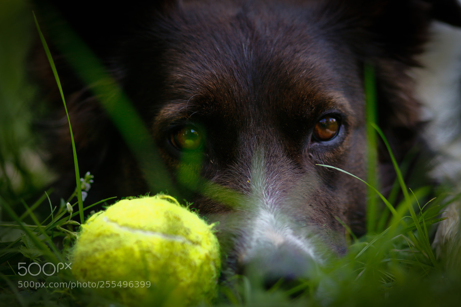 Canon EOS 70D sample photo. Adult eyes photography
