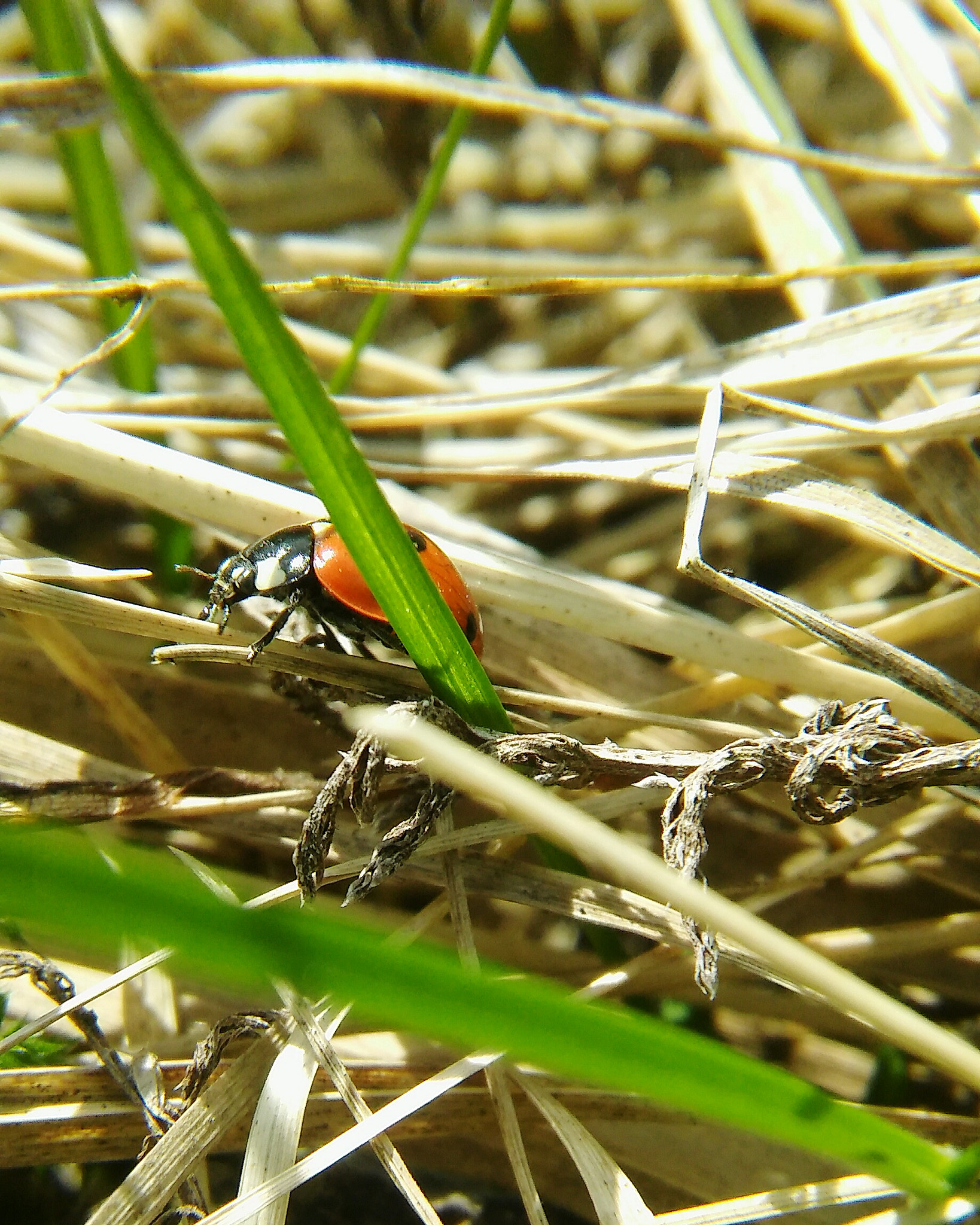 LG SPIRIT 4G LTE sample photo. Ladybug photography