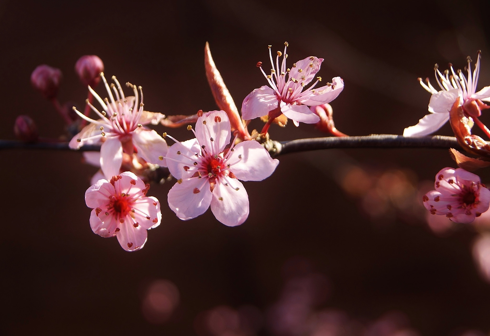 Sony Alpha DSLR-A380 sample photo. Pink plums blossom memory ... photography