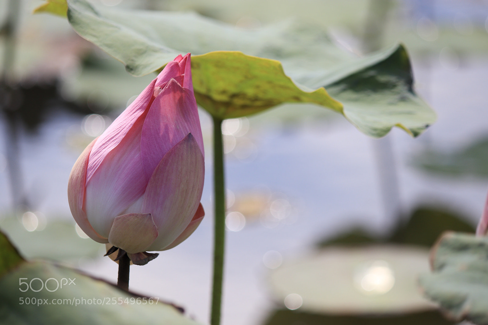 Canon EOS 800D (EOS Rebel T7i / EOS Kiss X9i) sample photo. Untitled photography
