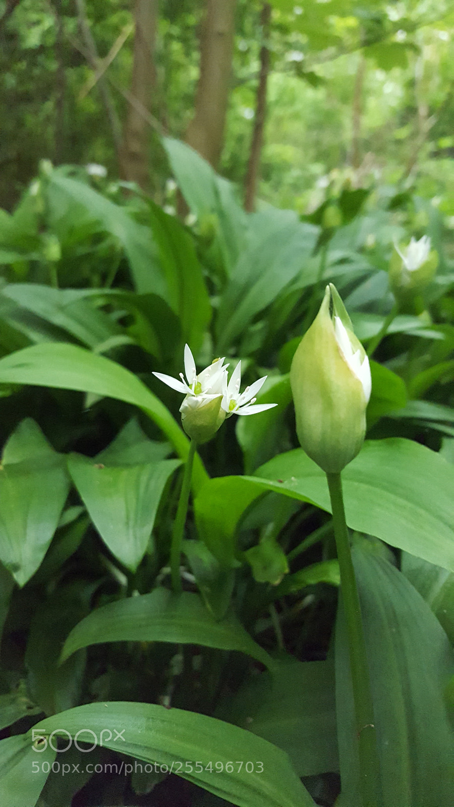 Samsung Galaxy S6 sample photo. Untitled photography
