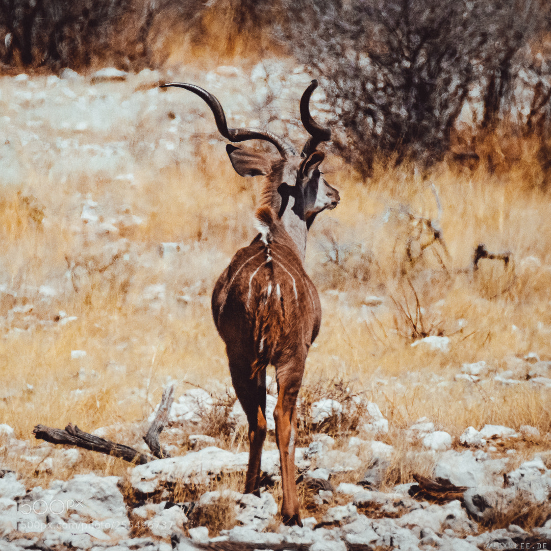 Canon EOS 7D Mark II sample photo. The greater kudu photography
