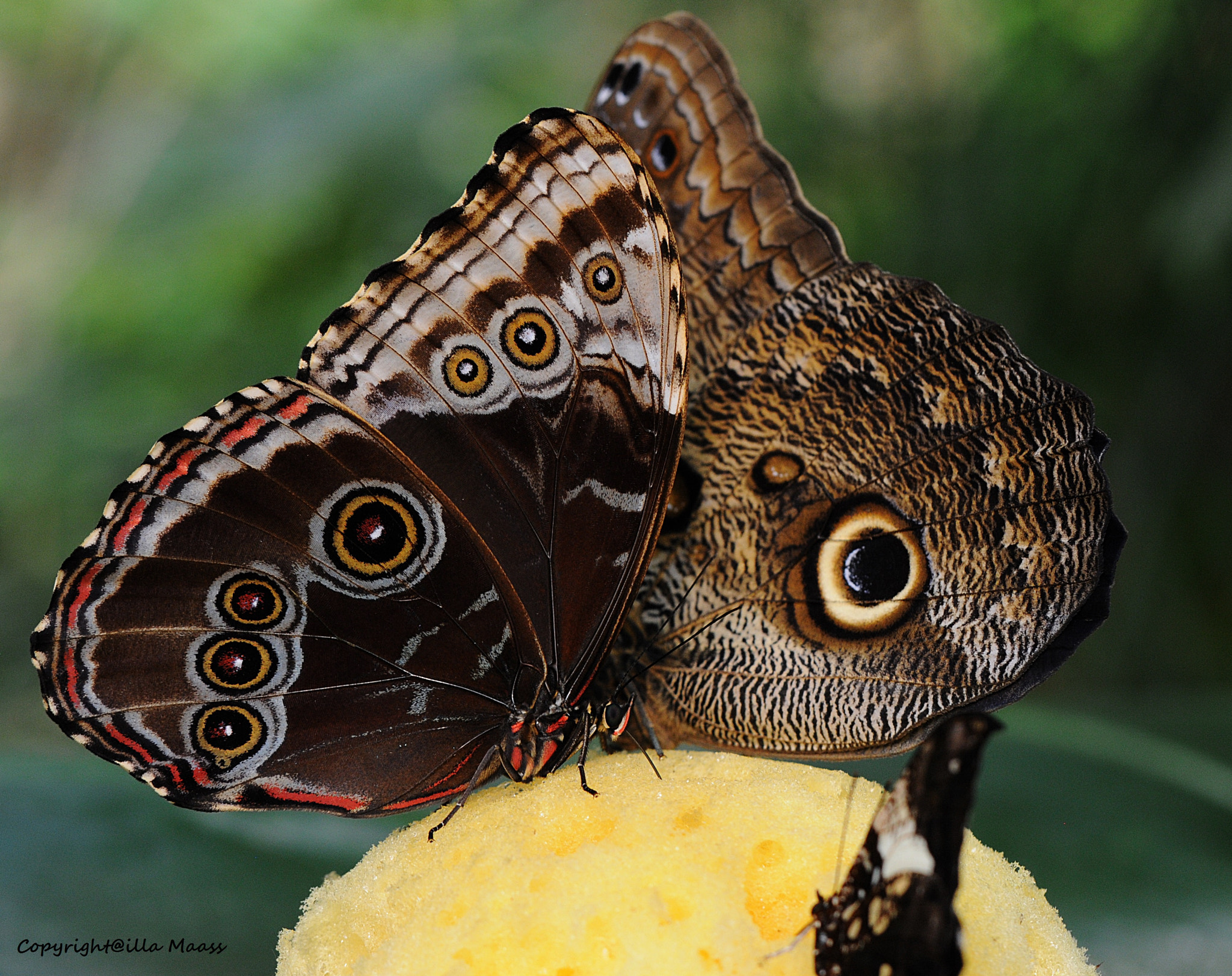 Nikon D300 sample photo. Two as one photography
