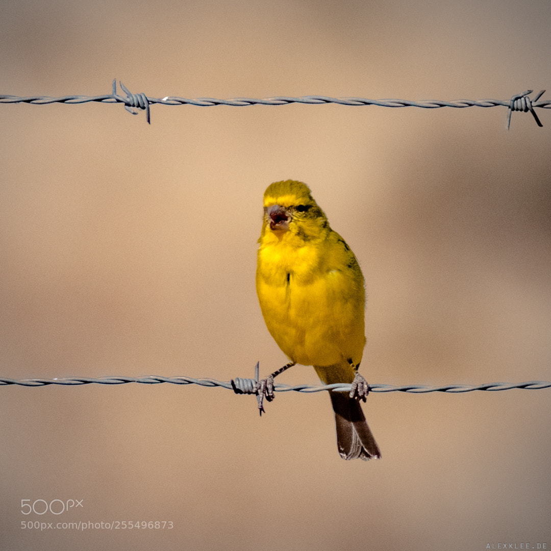 Canon EOS 7D Mark II sample photo. The yellow canary photography