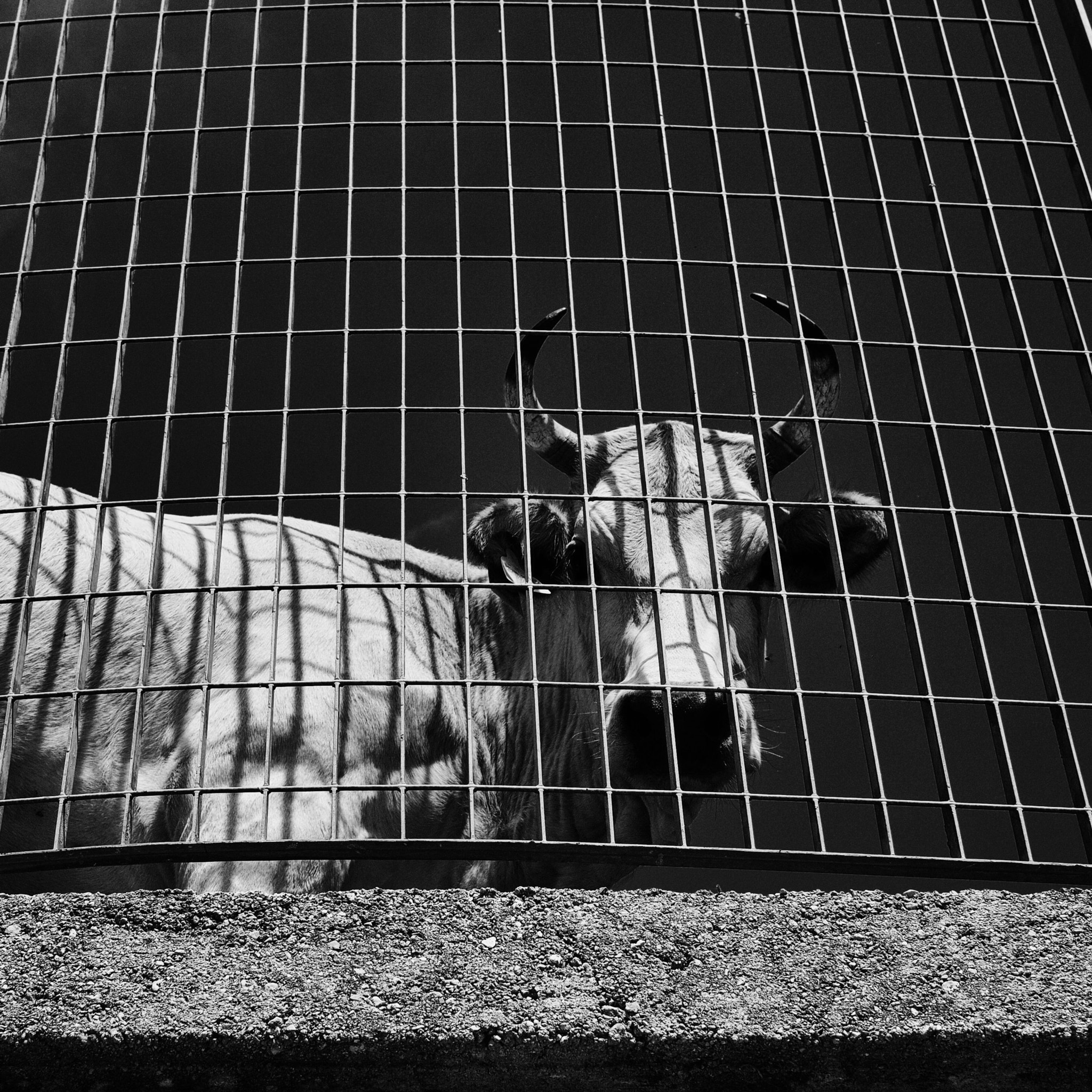 Olympus PEN E-P3 sample photo. Behind a cage photography