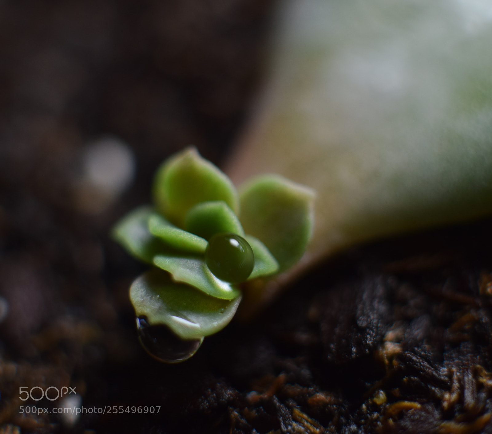 Nikon D5300 sample photo. Propagate photography