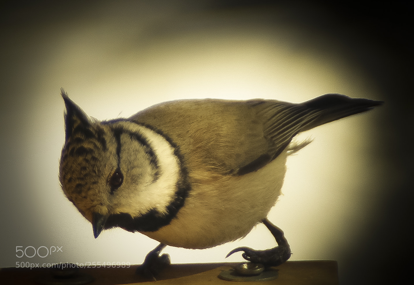 Canon EOS 70D sample photo. Untitled photography